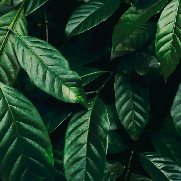 Close-up of a green leaf